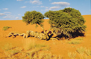Camelthorn Tree in the Kgalagadi Transfrontier Park