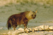 Brown Hyena, Kgalagadi Transfrontier Park