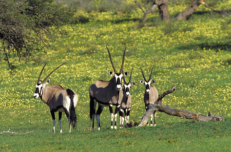 Gemsbok, Kgalagadi Transfrontier Park
