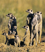 Meerkats, Kgalagadi Transfrontier Park
