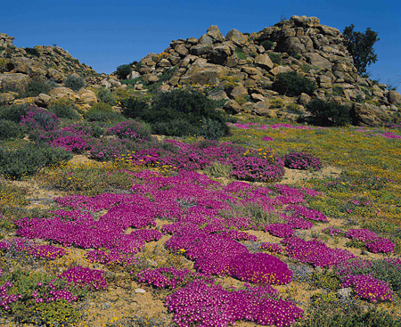 Namaqualand wild flowers