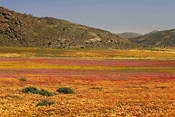Wild Flowers, Goegap Nature Reserve, Springbok