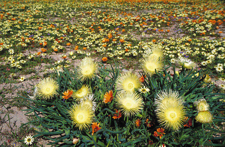 Wild Flowers, Namaqualand