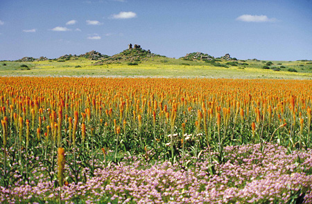 Namaqualand wild flowers
