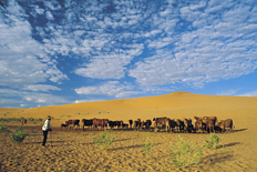 Herdsman tending cattle