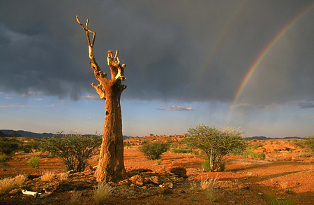 Giant Quiver Tree - Aloe Pilansii - Richtersveld National Park
