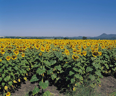 Sunflowers, Rustenburg