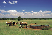 Cattle at water trough