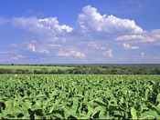 Tobacco fields near Rustenburg