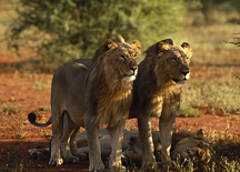 Lions in Madikwe