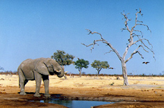 Elephant drinking at Madikwe