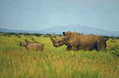 Black Rhino and calf at Madikwe