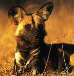 Wild Dog at Madikwe