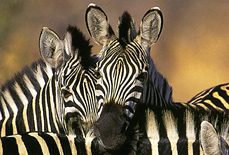 Zebras at Madikwe