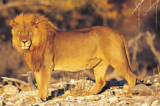 Lion at Pilanesberg