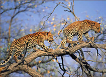 Leopards at Pilanesberg