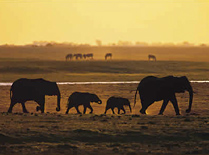 Elephants in Pilanesberg