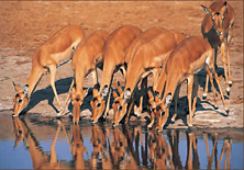 Impalas drinking at Pilanesberg
