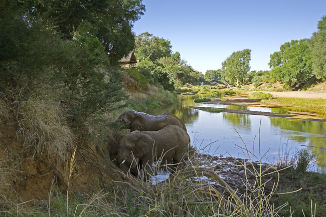 Elephants in the Luvuvhu river