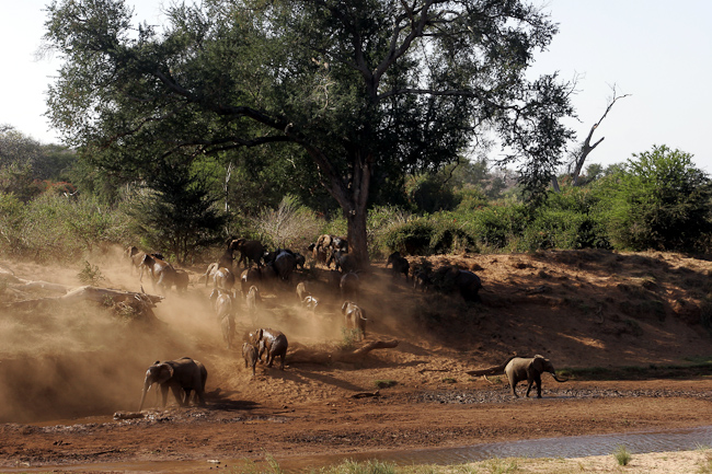 Elephants at Pafuri
