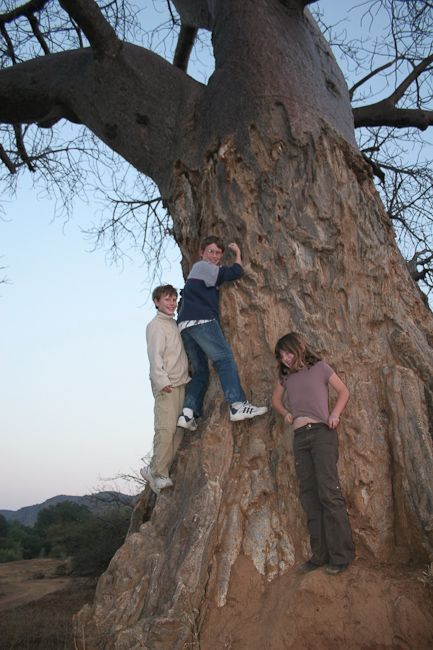 Climbing up the baobab tree
