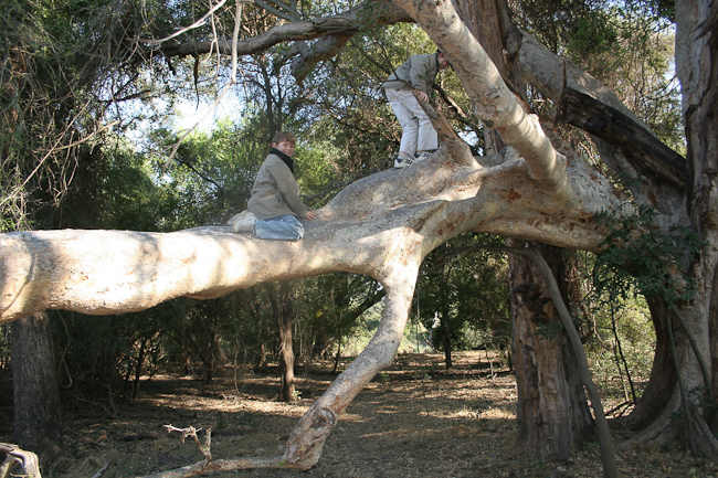 Tree climbing fun at Pafuri