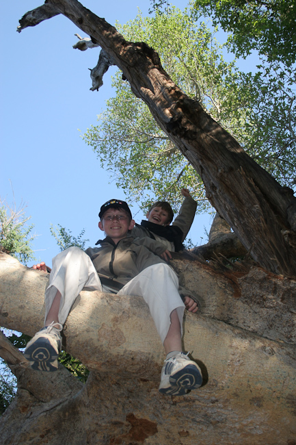 Tree climbing at Pafuri