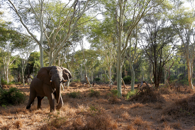 Big bull elephant at Pafuri