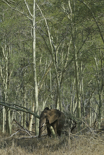 Elephant in the Fever Tree Forest