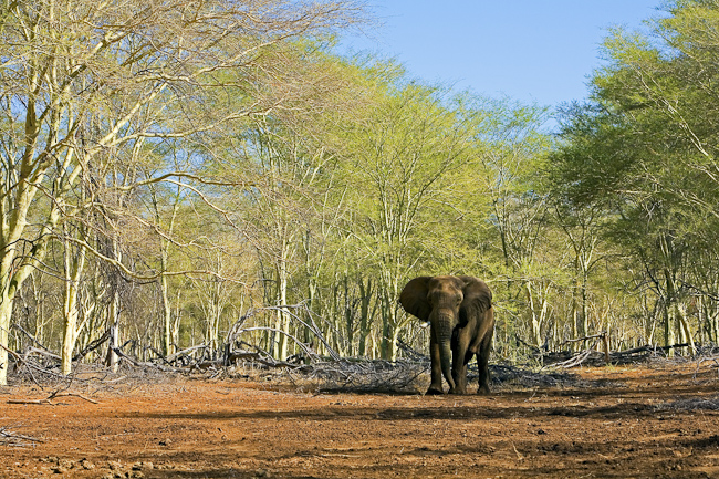 Elephant among the Fever trees