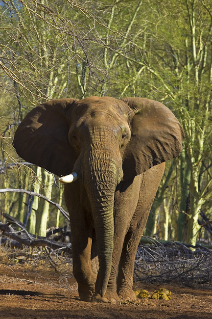 Elephant in the Fever trees