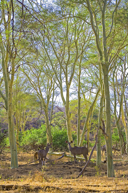 Kudus in the Fever trees