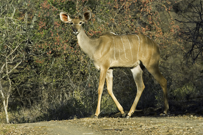 Female kudu