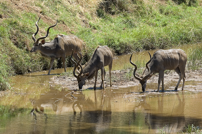 Male kudu drinking at the river