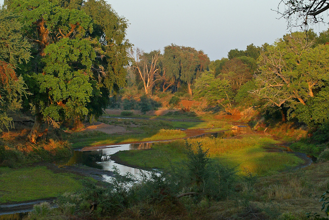 Lush riparian habitat at Pafuri