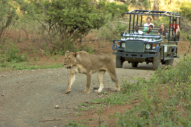 Lioness and Pafuri game drive