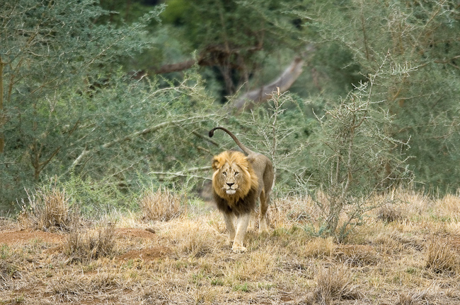 Male lion at Pafuri