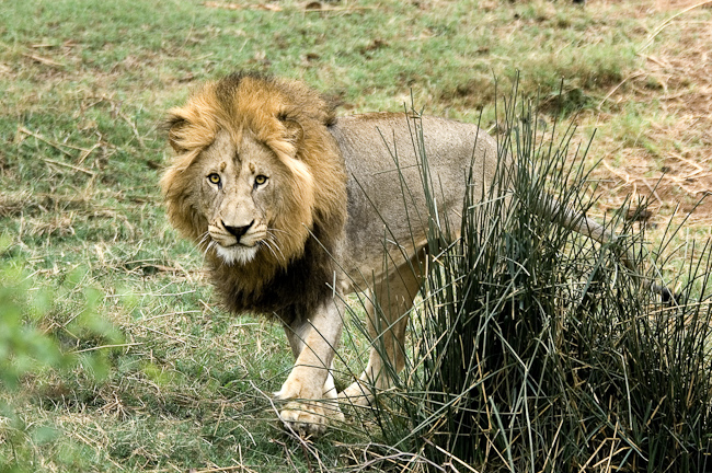 Lion encounter at Pafuri