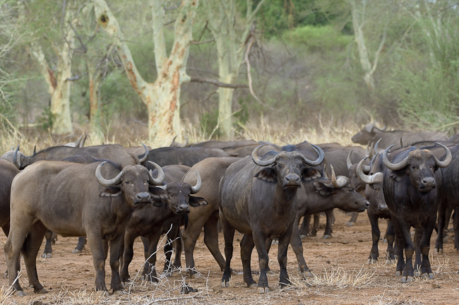 Buffalo herd at Pafuri