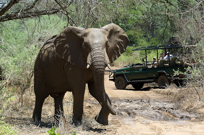 Pafuri game drive and elephant