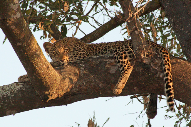 Young leopard at Pafuri