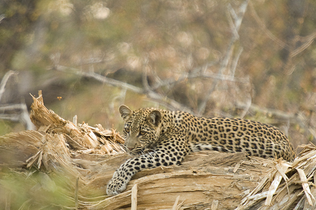 Leopard at Pafuri