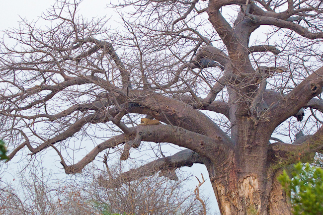 Leopard in a huge Baobab tree