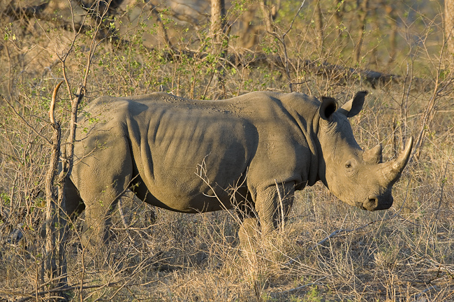 White Rhino at Pafuri