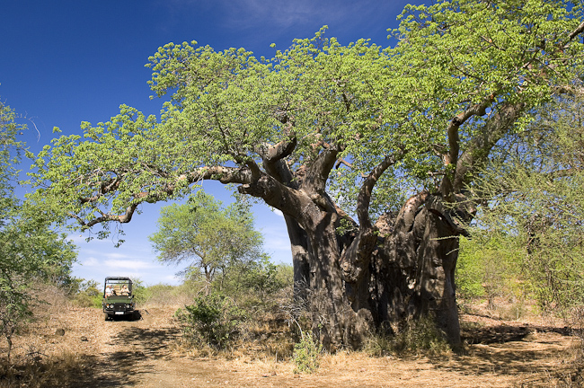 Baobab tree at Pafuri