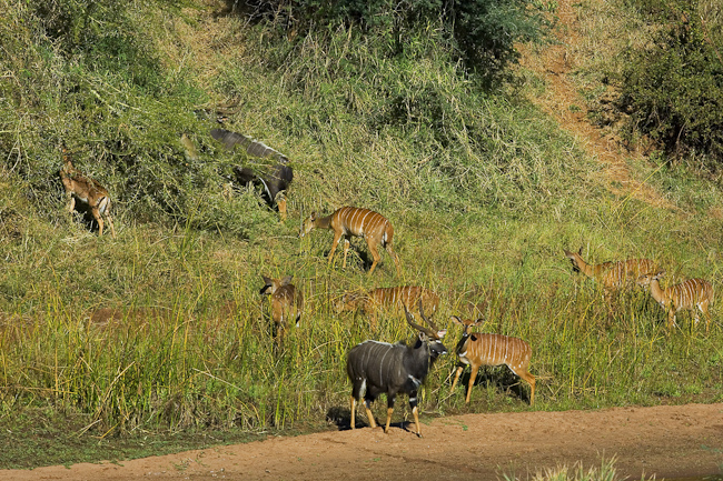 Herd of Nyala on the river bank