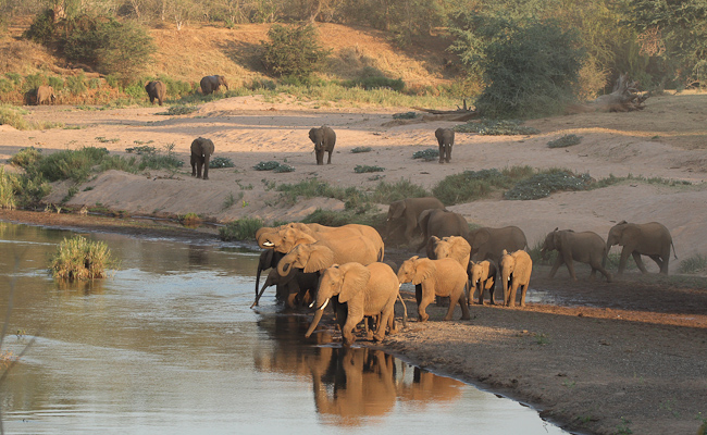 Elephants gather at the river to quench their thirst
