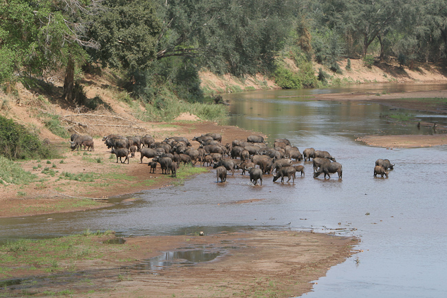Buffalo in the Luvuvhu river