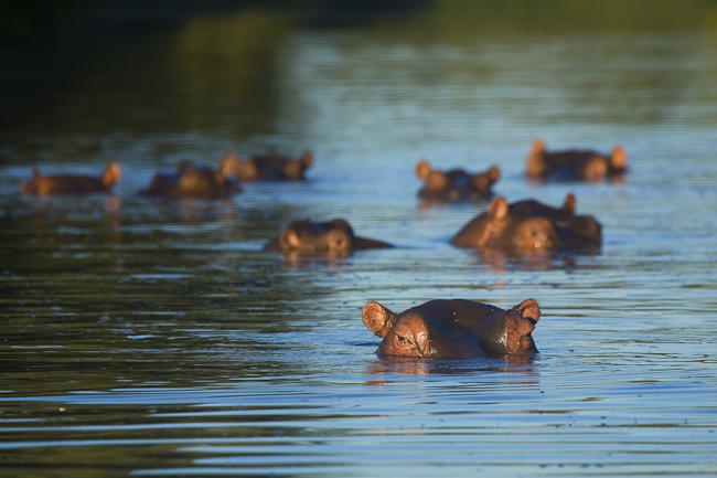 Pod of Hippos in the river