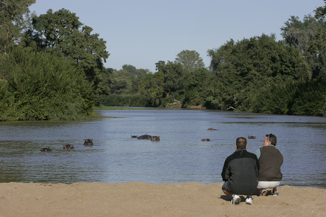 Hippos in the Luvuvhu river at Pafuri